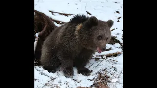 Медвежата - сироты Пажетновых @obrcrussia. Медвежья школа @bearschools.