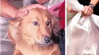 This Precious Pup Drags A Garbage Bag Home From The Dump – Shocked, His Owner Immediately Calls 911