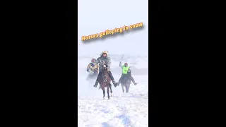 Horses galloping in snow in north China's Inner Mongolia