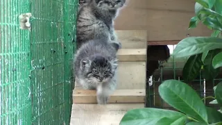 WHF Pallas Cat Kittens 2010 - 8 weeks old in the balcony box