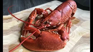LOBSTER - How To Cook and Prepare a Live Lobster