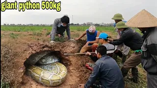 Group Of Hunters Confront A Giant Python Weighing 300 kg Attacking Farmers