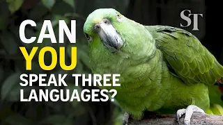 Best of Jurong Bird Park: Meet the parrot that speaks three languages