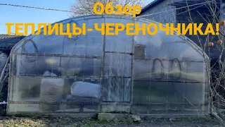 Обзор теплицы для черенкования хвойников.