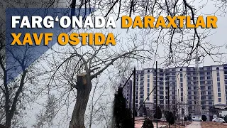 Farg‘onada yuzlab daraxt xavf ostida