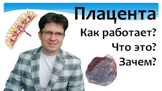 Плацента. Что это. Как она работает. Как она устроена. Развитие плаценты. Клетки. Пуповина.