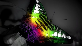 Эффект бабочки   это видео изменит вашу жизнь