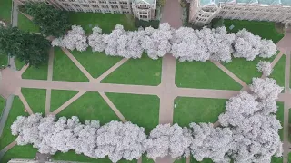 UW Cherry Blossoms 2020 Aerials