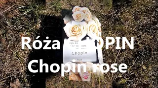 Róża CHOPIN  , Chopin rose - z cyklu róże z  Biedronki cz.1