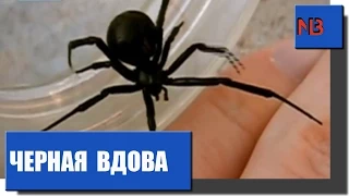 Ядовитые пауки-каракурты атаковали Казахстан