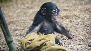 Amazing Baby Chimp Maisie