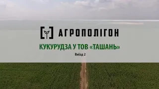 АгроПолігон АХТ: Кукурудза у ТОВ «Ташань» Полтавська обл. Виїзд №2