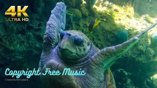 Relaxing 4k Open Ocean for relaxing: 10 Minutes of Relaxing Oceanscapes | BBC Earth~meditation music