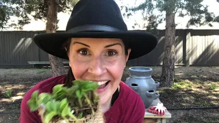 Planting a strawberry pot full of bare root strawberries