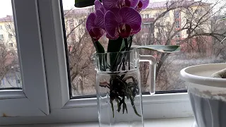 Орхидея в открытой системе , уже год. 1ЧАСТЬ
