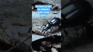 This Millipede and Beetle Have a Toxic Relationship | Deep Look #Shorts