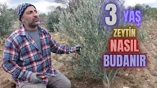 Şekil Budaması Nasıl Yapılır? 3 Yaş Zeytin Budaması. #erenvural #zeytinbudama #budama