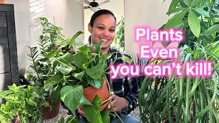 Plants even you can’t kill! 7 beginner friendly plants.