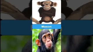 Madagascar Animation Movie Characters in Real Life - Comparison