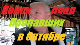 ШОК!!!!Исчезли пчелы в октябре.Определена причина ослабления пчелиных семей.