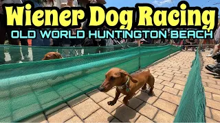 WIENER DOG RACES AT OLD WORLD HUNTINGTON BEACH! + German Food Lunch, Shopping & Coffee!