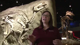 Cretaceous Q&A: "How did dinosaurs get so big?"