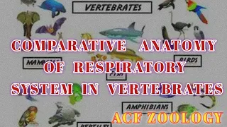 Comparative anatomy of respiratory system in vertebrates | Acf zoology | Bsc zoology