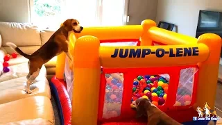 Funny Dogs get a Ball Pit Bounce House Surprise! Funny Dogs Louie & Marie