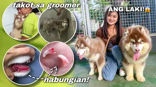 Blossom Met His GIANT BROTHER! | Her First Grooming Session | NABUNGIAN SYA! | Sai Datinguinoo