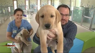 An inside look at Southeastern Guide Dogs' Puppy Academy