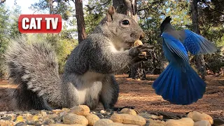 CAT TV | Fluffy Squirrels and Beautiful Birds 🐦🐿️ | Nature Videos For Cats to Watch 🐱 | Dog TV 🐶