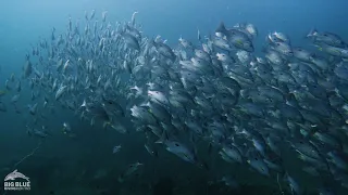 Huge school of One Spot Snapper, Southwest Pinnacle, Koh Tao, Thailand.