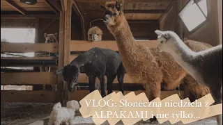 VLOG: Słoneczna niedziela z ALPAKAMI i nie tylko...