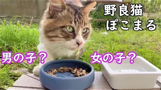 野良猫ぽこまるの性別がわかりました！決定的瞬間！