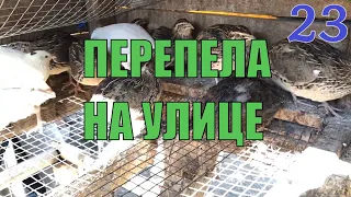 Пересадка перепел на уличное содержание. Уличное содержание перепел / дневник птицевода 23