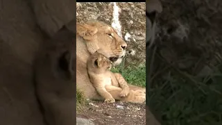 Baby Lion Cub Cuddling With Mom #shorts#lion