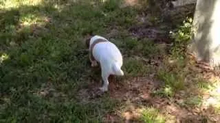 Jack Russell kills snake in yard.