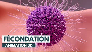 La Fécondation: Comment on Tombe Enceinte? | Animation 3D