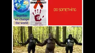 Animal Volunteer Channel