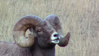 Sheep Rut Yellowstone Eco 2023