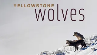 Book Trailer: Yellowstone Wolves: Science and Discovery in the World’s First National Park