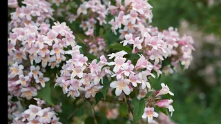 abelia plant uses and abelia plant care  and medical benefits