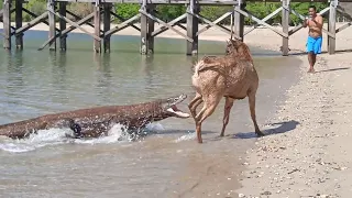 5 Komodo dragons spend 1 deer on the beach