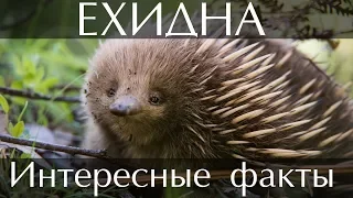 Ехидна - интересные факты