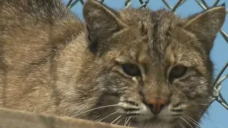 N.S. man has close encounter with bobcat