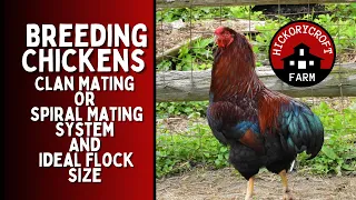 Clan Mating Or Spiral Mating System And Ideal Flock Size For A Sustainable Chicken Flock