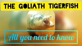 The Goliath Tigerfish | The Wild Weekly | All you need to know |