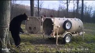 Raw: Sneaky Bear Gets Back Rub, Snags Doughnut