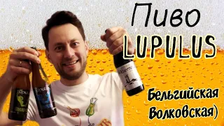 Пиво Lupulus  Волковская пивоварня из Бельгии