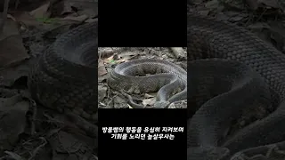 늪살무사가 방울뱀을 산 채로 잡아먹는 영상